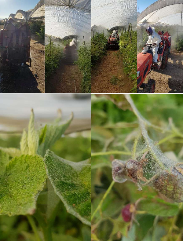 Protocolo de aplicación de Senvicid y Allium en frambuesa para control de araña roja